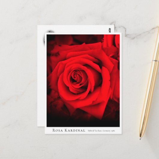 Rosa Kardinal ポストカード (正面/裏面インサイチュ)