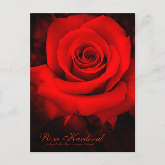 Rosa Kardinal [Postcard] ポストカード (正面)