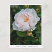 Rosa “L' hiver” ポストカード (正面)