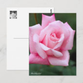 Rosa Lady Luck:Postcard ポストカード (正面/裏面)