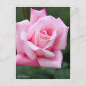 Rosa Lady Luck：Postcard ポストカード (正面)