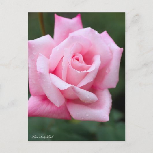 Rosa Lady Luck:Postcard ポストカード (正面)