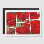 Rosa Lavaglut (正面/裏面)