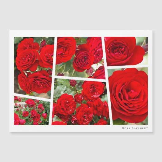 Rosa Lavaglut (正面)