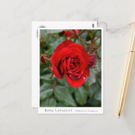 Rosa Lavaglut ポストカード