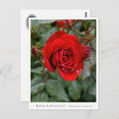 Rosa Lavaglut ポストカード (正面/裏面)