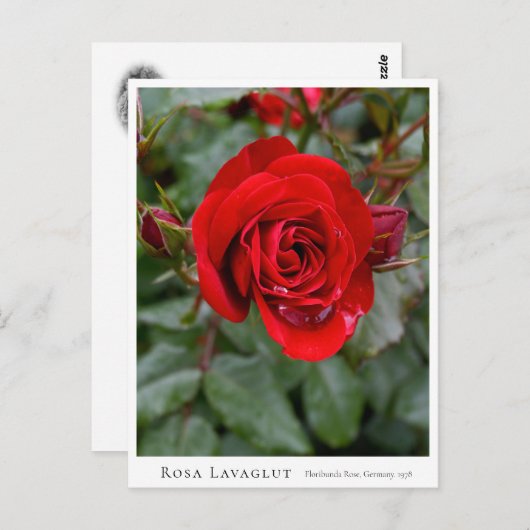 Rosa Lavaglut ポストカード (正面/裏面)