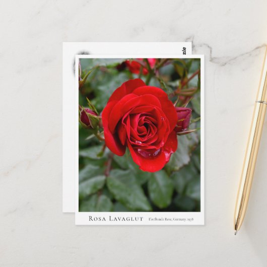 Rosa Lavaglut ポストカード (正面/裏面インサイチュ)