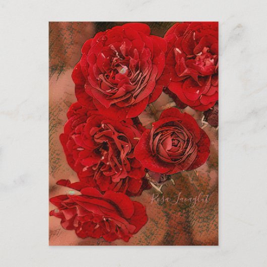 Rosa Lavaglut [Postcard] ポストカード (正面)
