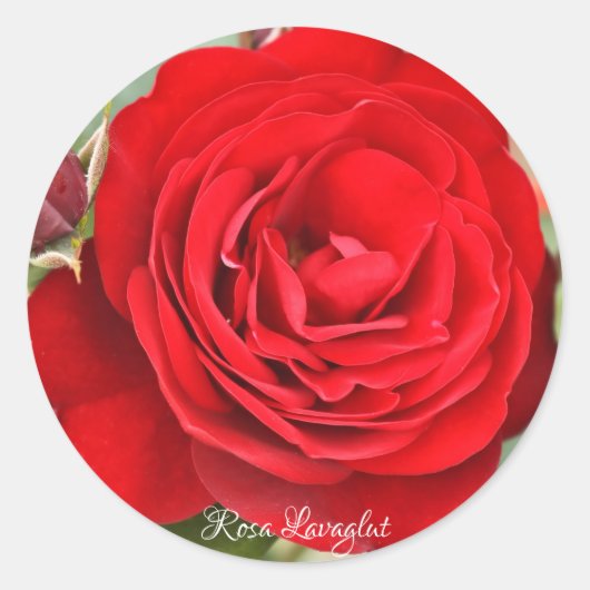 Rosa Lavaglut [Round Seal] ラウンドシール (正面)