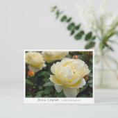 Rosa Lemon ポストカード (スタンド正面)