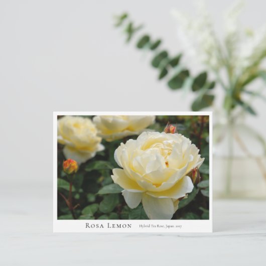 Rosa Lemon ポストカード (スタンド正面)