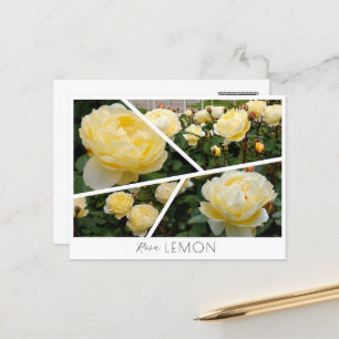 Rosa Lemon ポストカード