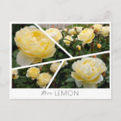 Rosa Lemon ポストカード (正面)