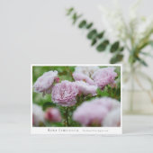 Rosa Libellula ポストカード (スタンド正面)