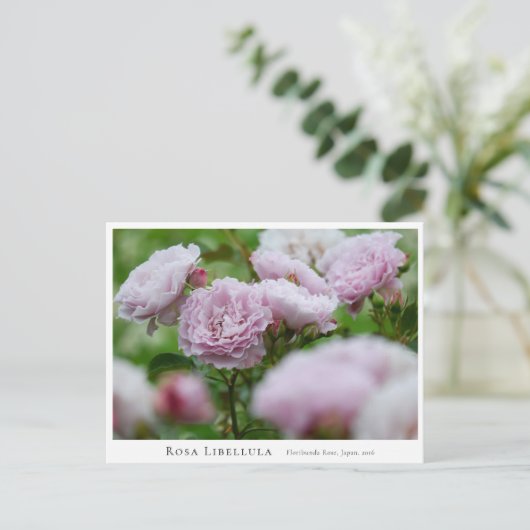 Rosa Libellula ポストカード (スタンド正面)