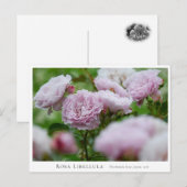 Rosa Libellula ポストカード (正面/裏面)