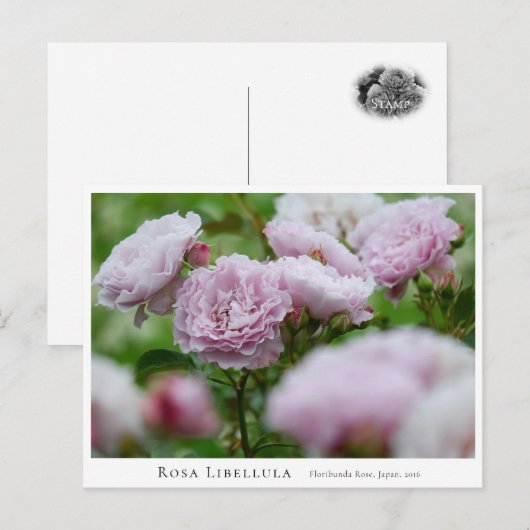 Rosa Libellula ポストカード (正面/裏面)