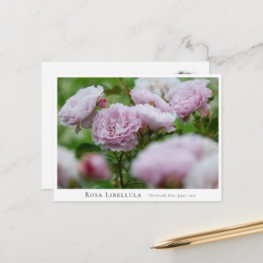 Rosa Libellula ポストカード (正面/裏面インサイチュ)