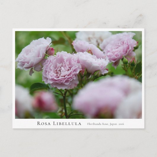Rosa Libellula ポストカード (正面)