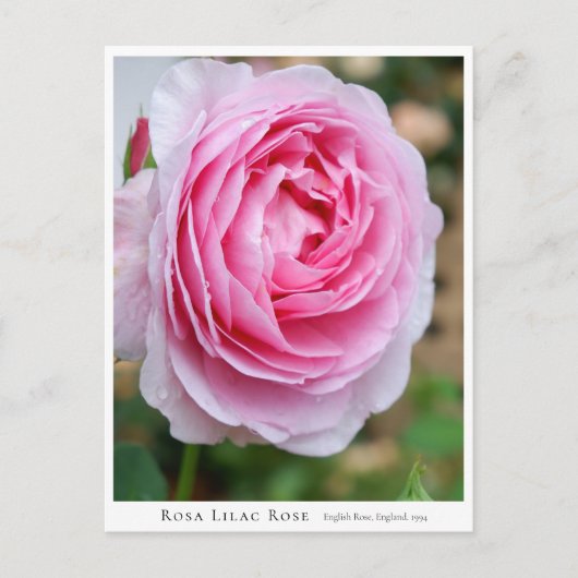 Rosa Lilac Rose ポストカード (正面)