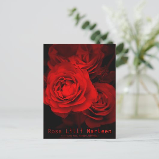 Rosa Lilli Marleen：Postcard ポストカード (スタンド正面)