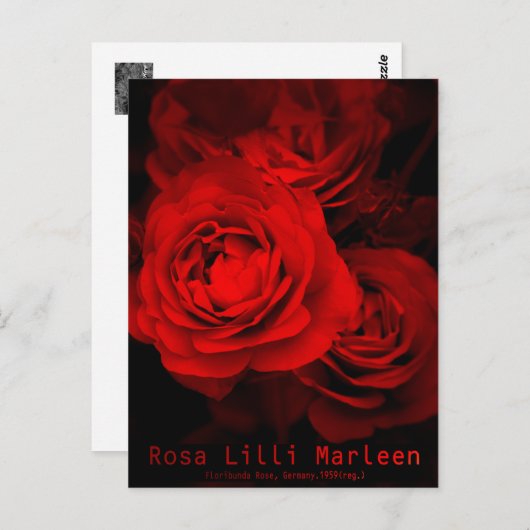 Rosa Lilli Marleen：Postcard ポストカード (正面/裏面)