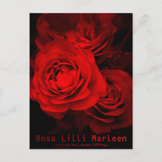 Rosa Lilli Marleen：Postcard ポストカード (正面)