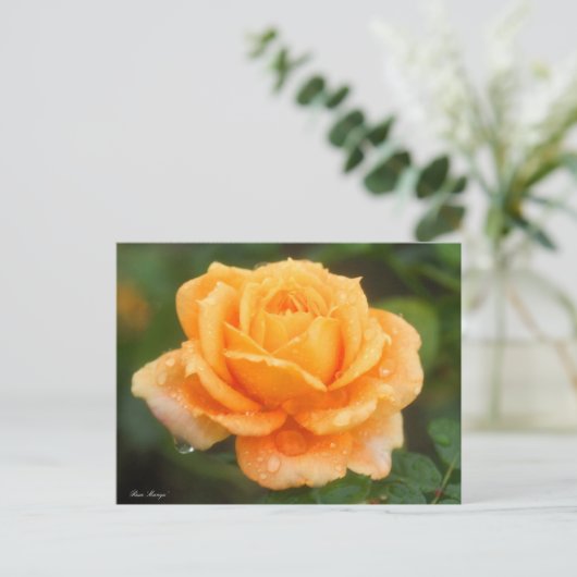 Rosa ‘Manyo’ ポストカード (スタンド正面)