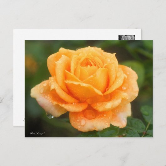 Rosa ‘Manyo’ ポストカード (正面/裏面)