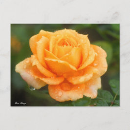 Rosa ‘Manyo’ ポストカード