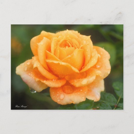 Rosa ‘Manyo’ ポストカード (正面)