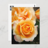 Rosa ‘Manyo’ ポストカード (正面/裏面)