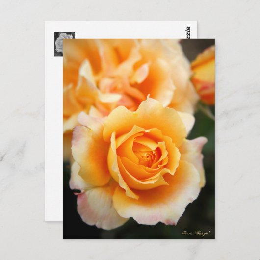 Rosa ‘Manyo’ ポストカード (正面/裏面)