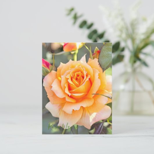 Rosa ‘Manyo' ポストカード (スタンド正面)