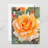 Rosa ‘Manyo' ポストカード (正面/裏面)