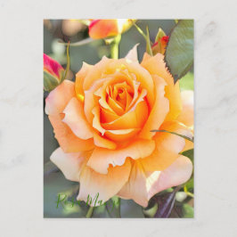 Rosa ‘Manyo' ポストカード