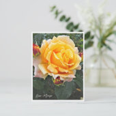 Rosa Manyo ポストカード (スタンド正面)