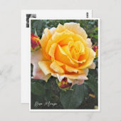 Rosa Manyo ポストカード (正面/裏面)