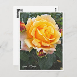 Rosa Manyo ポストカード