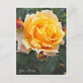 Rosa Manyo ポストカード (正面)