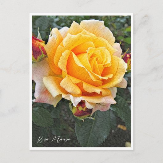 Rosa Manyo ポストカード (正面)