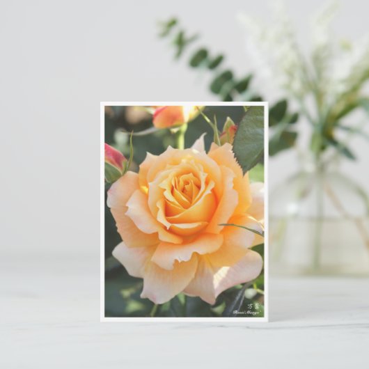 Rosa‘Manyo’ ポストカード (スタンド正面)