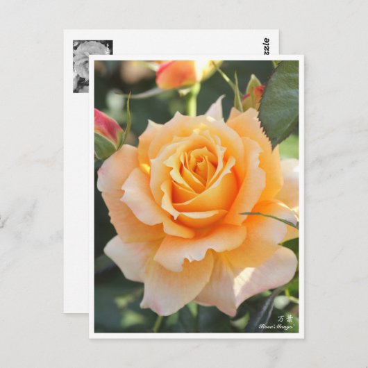 Rosa‘Manyo’ ポストカード (正面/裏面)