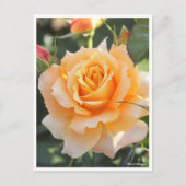 Rosa‘Manyo’ ポストカード (正面)