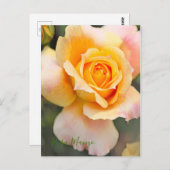 Rosa ‘Manyo' ポストカード (正面/裏面)