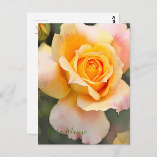 Rosa ‘Manyo' ポストカード (正面/裏面)