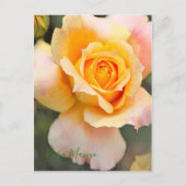 Rosa ‘Manyo' ポストカード (正面)