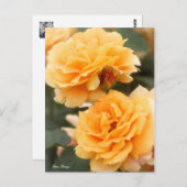 Rosa ‘Manyo’ ポストカード (正面/裏面)