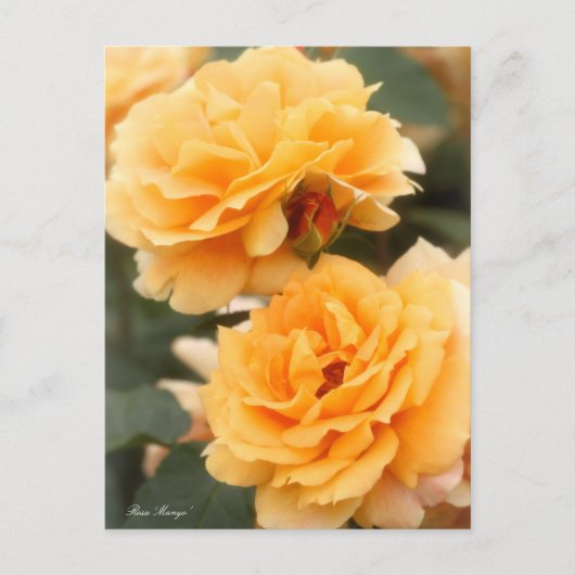 Rosa ‘Manyo’ ポストカード (正面)